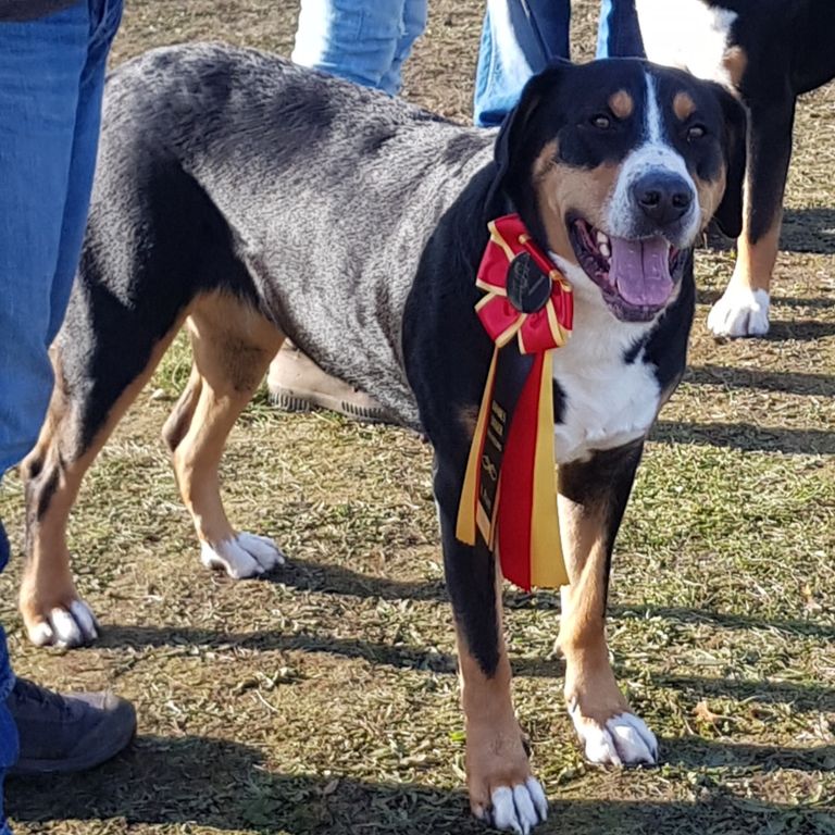 1. Platz Bundessieger